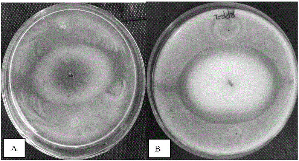 Germination-promoting bacillus and application thereof