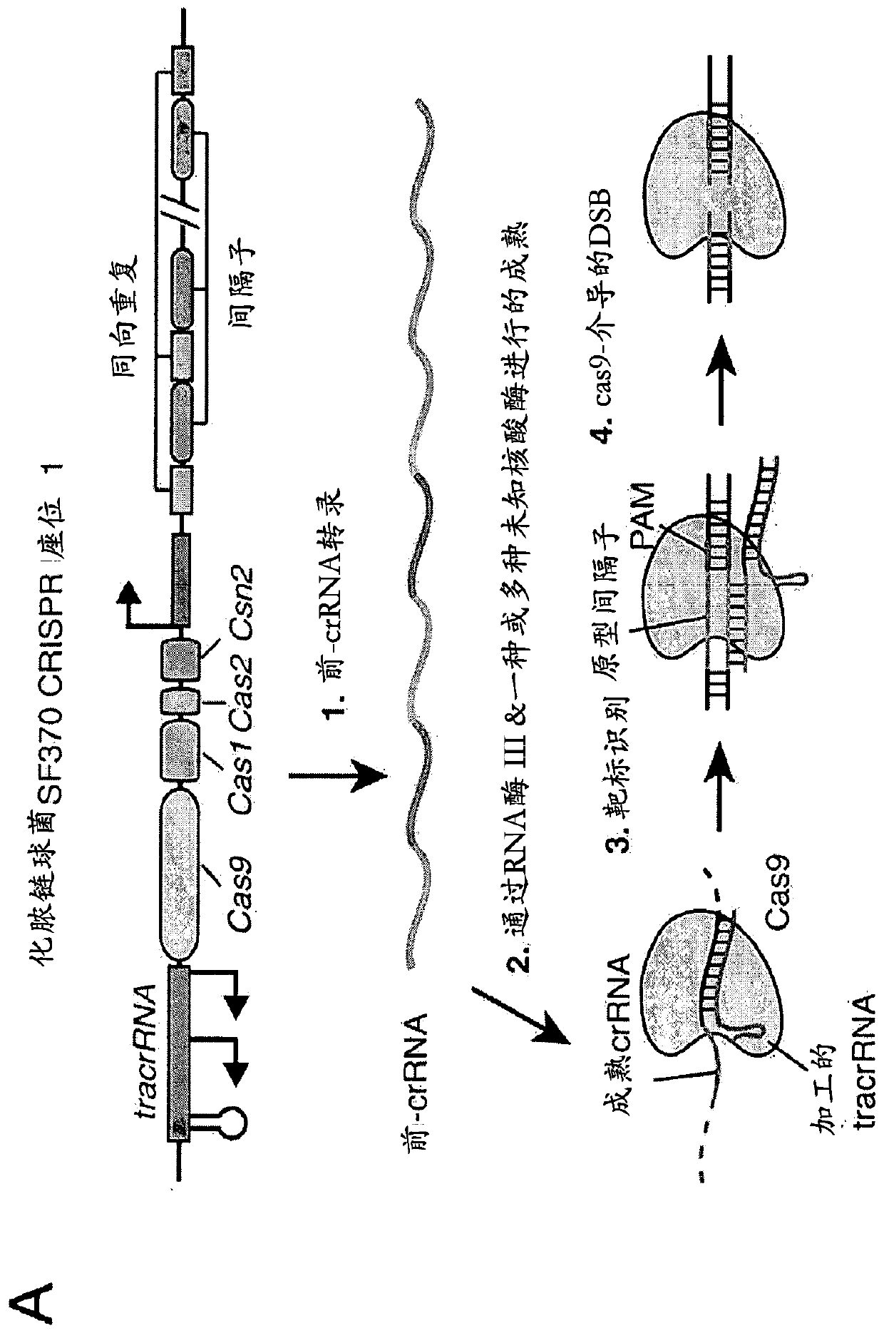 Delivery, engineering and optimization of systems, methods and compositions for sequence manipulation and therapeutic applications