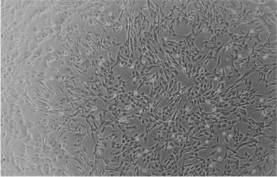 Experimental method for rapidly detecting activity of human mesenchymal stem cell IDO1