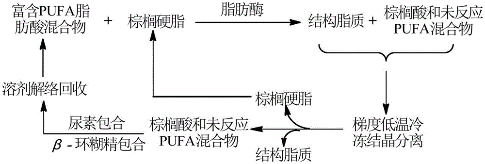 A method for the synthesis of structured lipids based on enzymatic acid hydrolysis of palmitic triglycerides