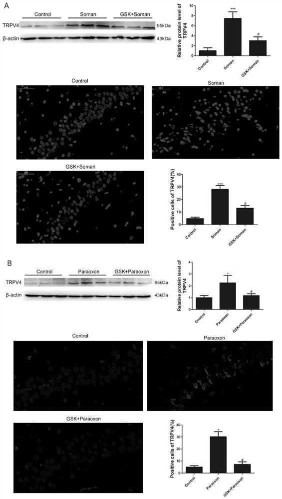 Application of TRPV4 ion channel as drug target in organophosphorus compound poisoning