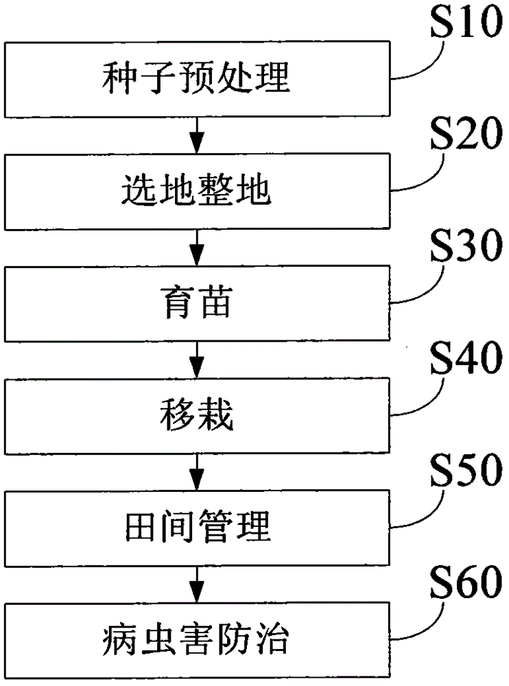 Planting technology of artemisia apiacea