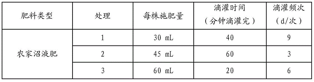Water and fertilizer management method for rubber tree container seedling