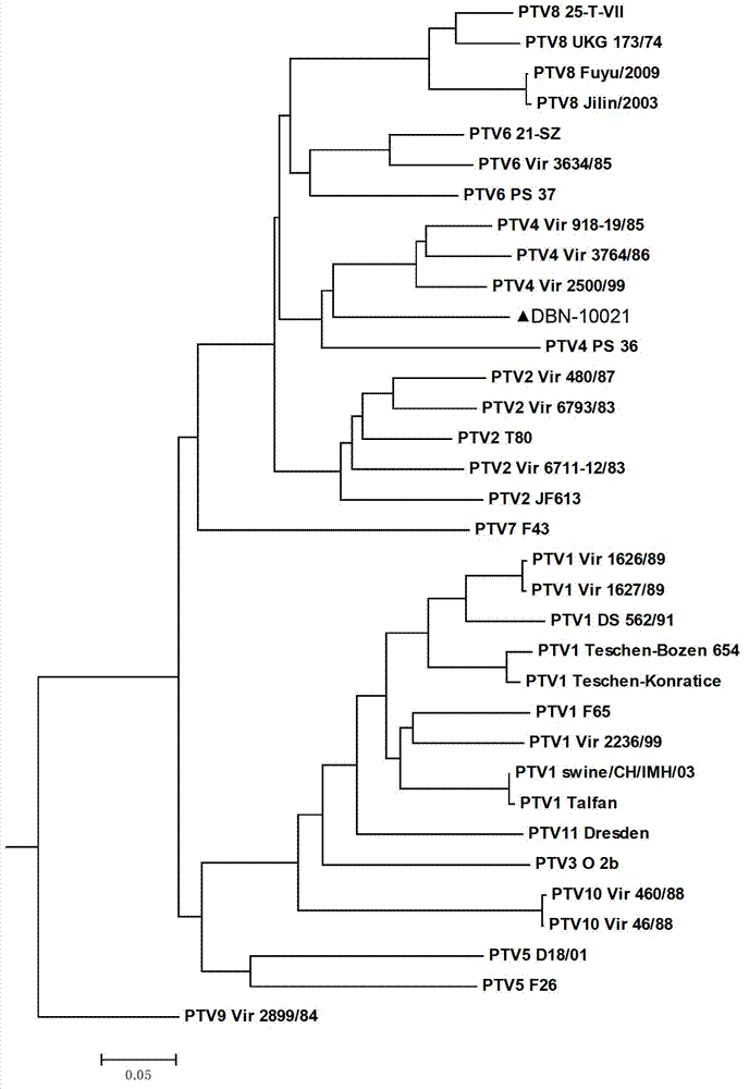 Porcine teschovirus DBN-10021 strain complete genome sequence, primer for determining same, and application thereof