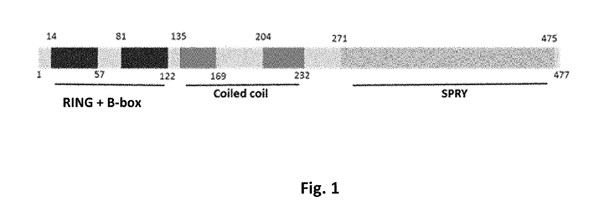 MG53 Mutants, Methods of Making the Same, and Uses Thereof