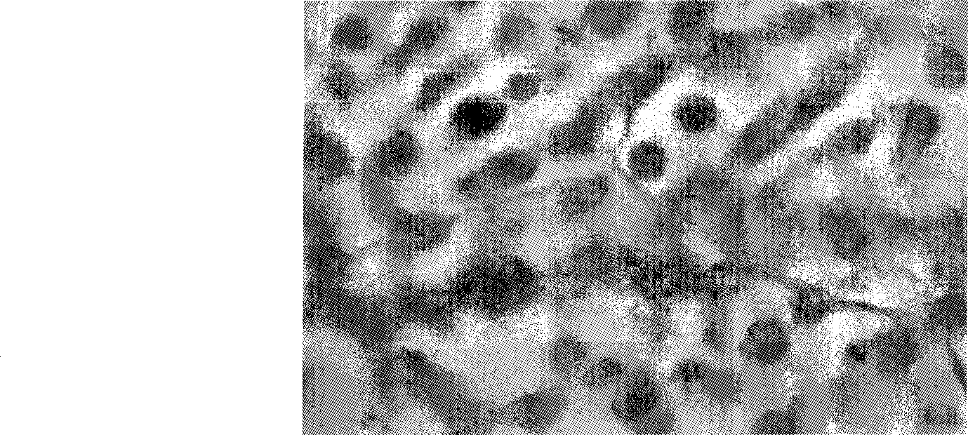Corrosion resistant magnesium alloy and compound material containing corrosion resistant magnesium alloy and preparation method thereof