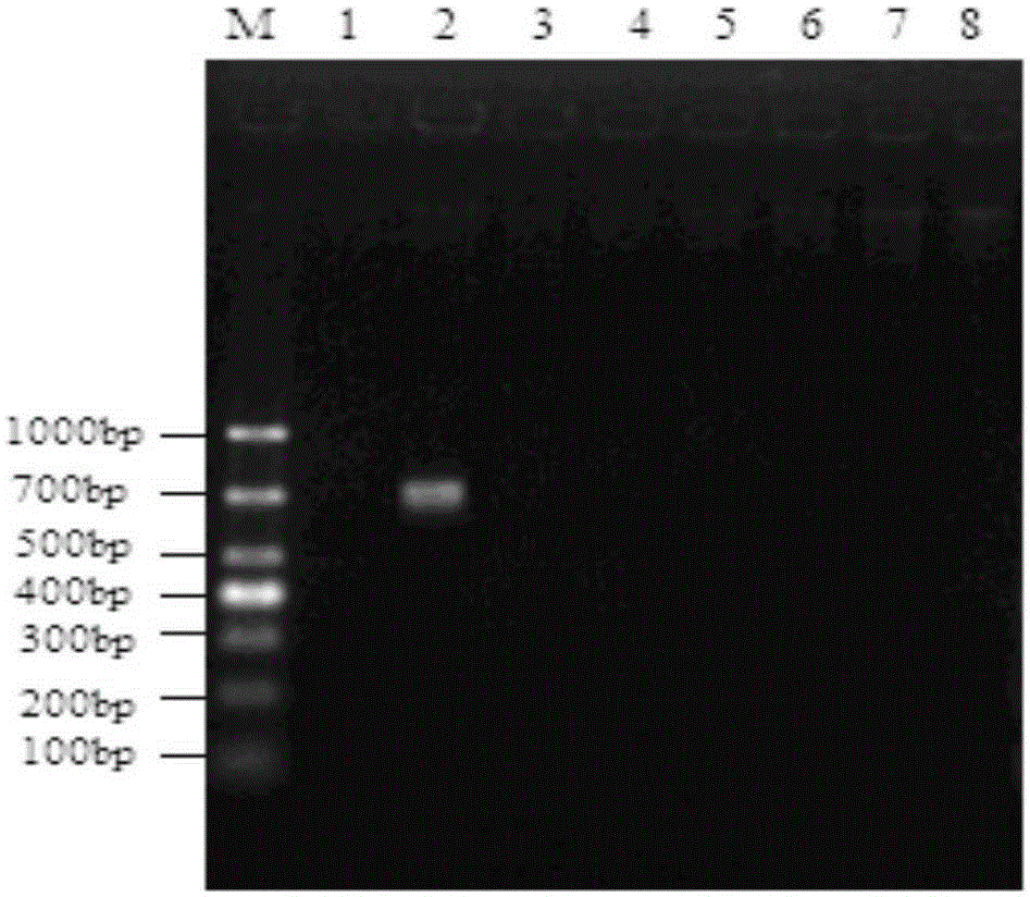 Primer and method for detecting enterobacter cloacae O12