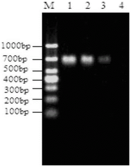 Primer and method for detecting enterobacter cloacae O12