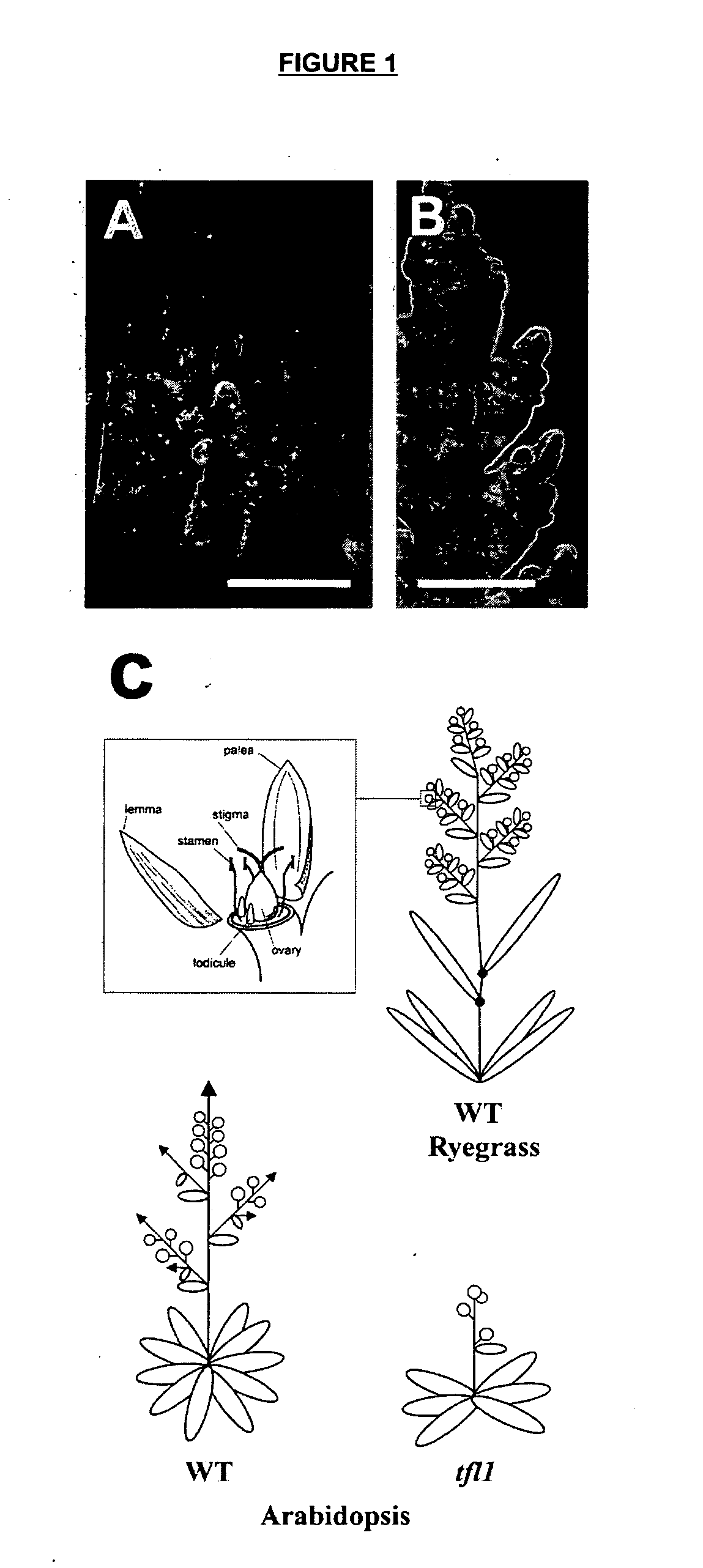 Method of repressing flowering in a plant