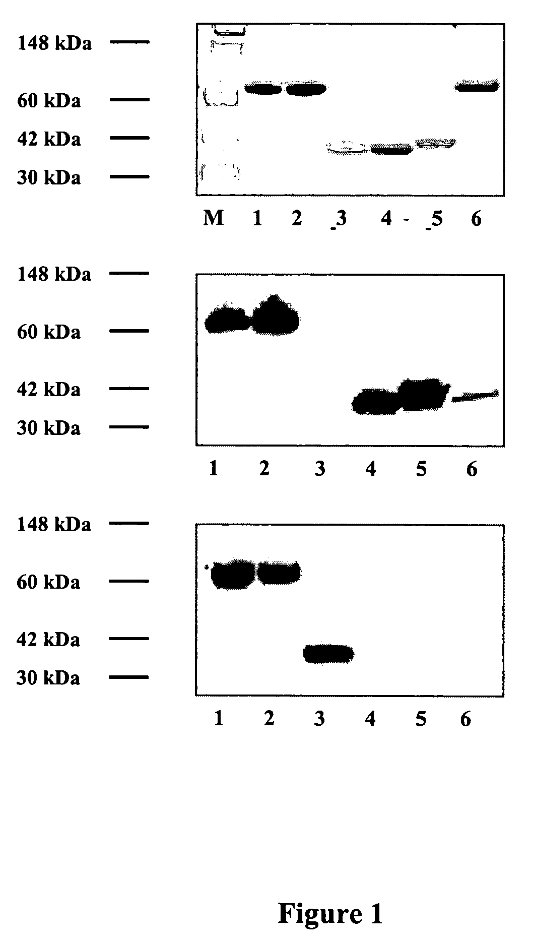 Chimeric proteins with phosphatidylserine binding domains