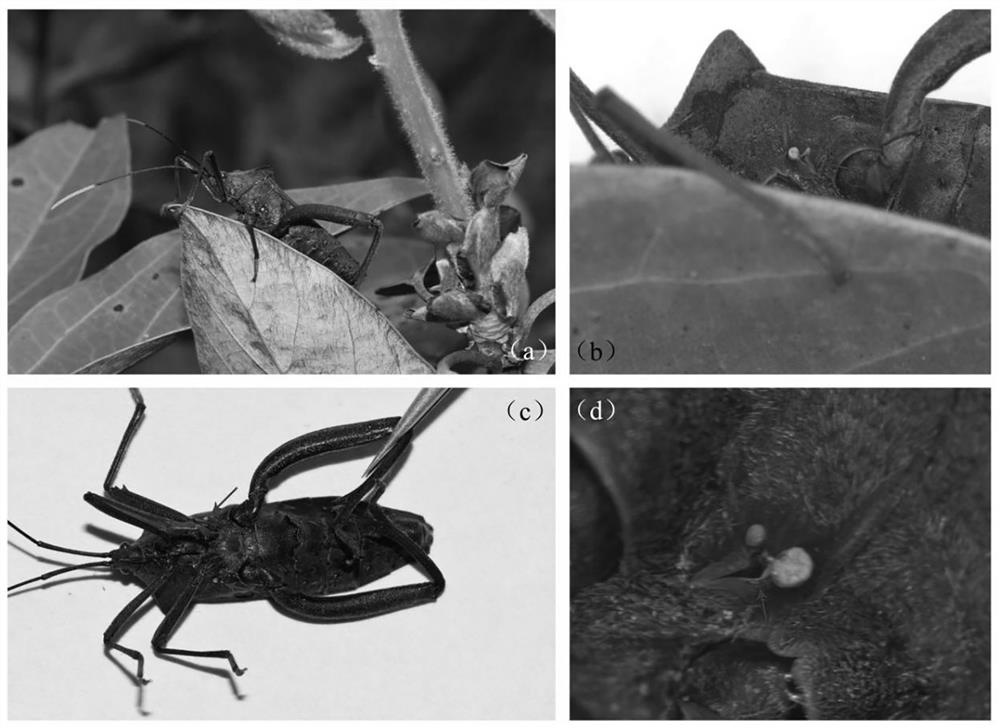 Application of hexanoic acid and hexyl hexanoate in repelling solenopsis invicta