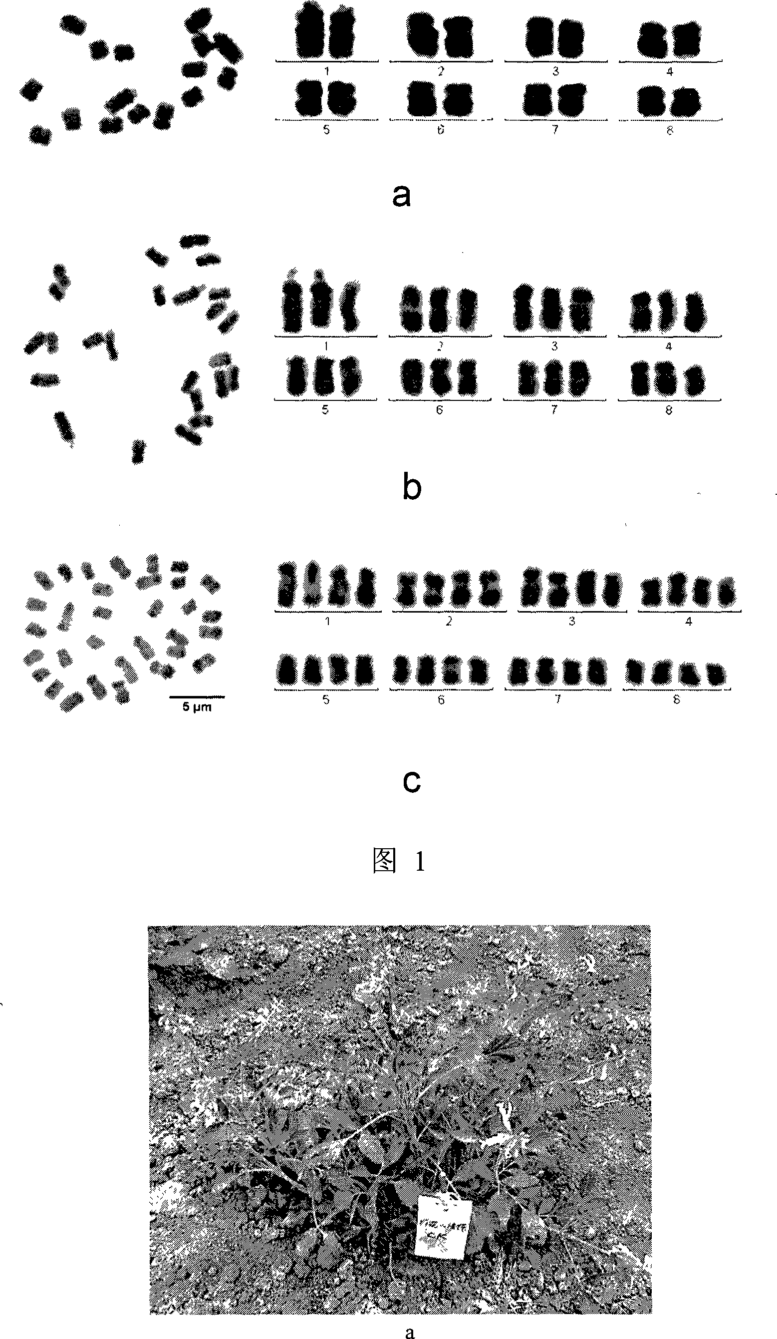Method for cultivating triploid of red sage root