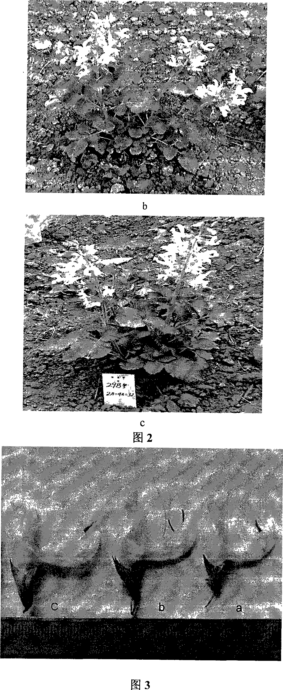 Method for cultivating triploid of red sage root