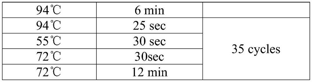 Polypeptide molecule capable of being specifically combined with nucleocapsid protein of severe acute respiratory syndrome coronavirus and preparation method