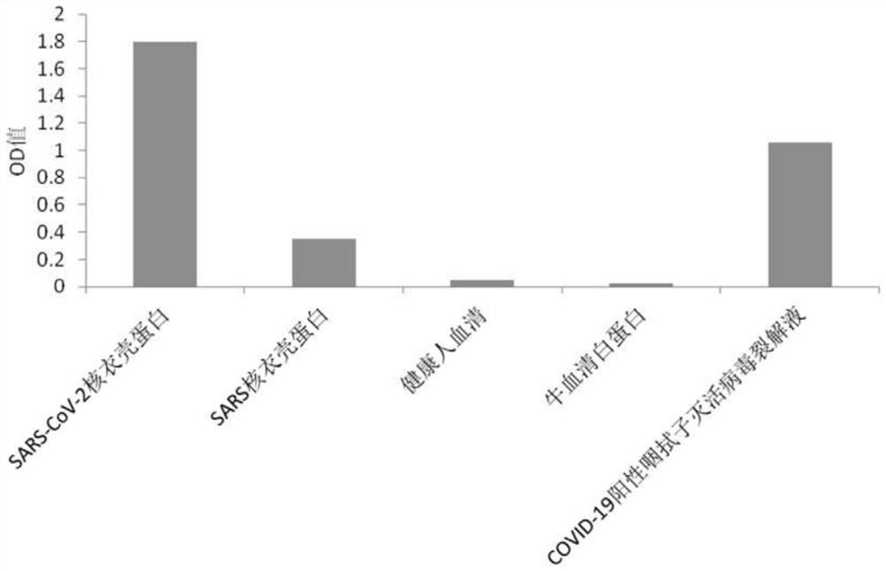 Polypeptide molecule capable of being specifically combined with nucleocapsid protein of severe acute respiratory syndrome coronavirus and preparation method