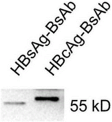 HBV specific double-targeted antibody as well as preparation method and application thereof, minicircle DNA containing double-targeted antibody expression box and application of minicircle DNA