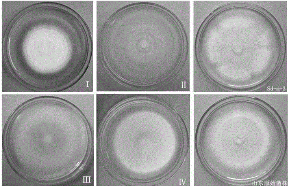 Paecilomyces lilacinus space mutation mutant strain Sd-m-16 and microbial preparation and application thereof