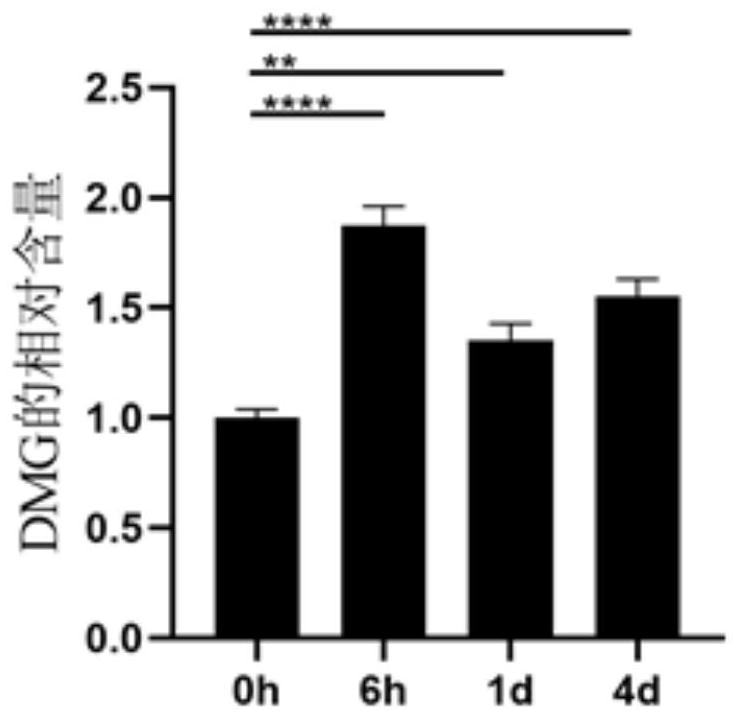 Application of N, N-dimethylglycine DMG to treating or repairing peripheral nerve injury