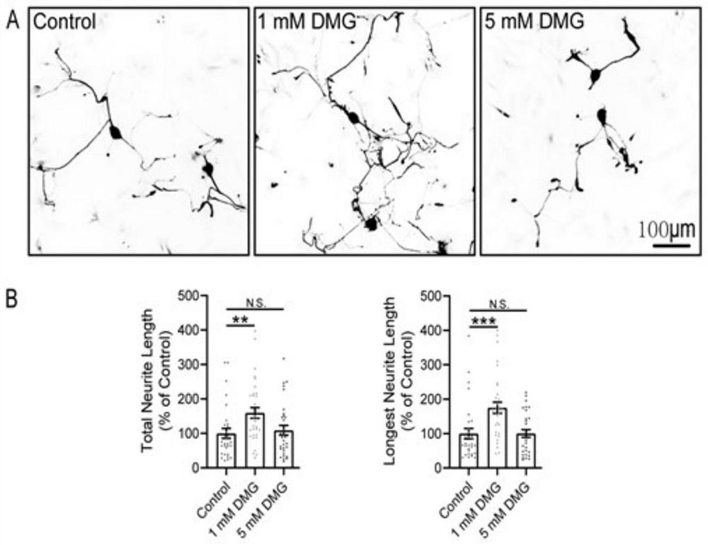 Application of N, N-dimethylglycine DMG to treating or repairing peripheral nerve injury