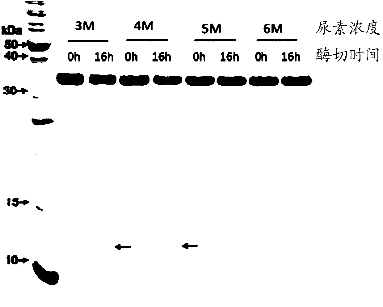 TEV protease variant, fusion protein, preparation method and uses thereof