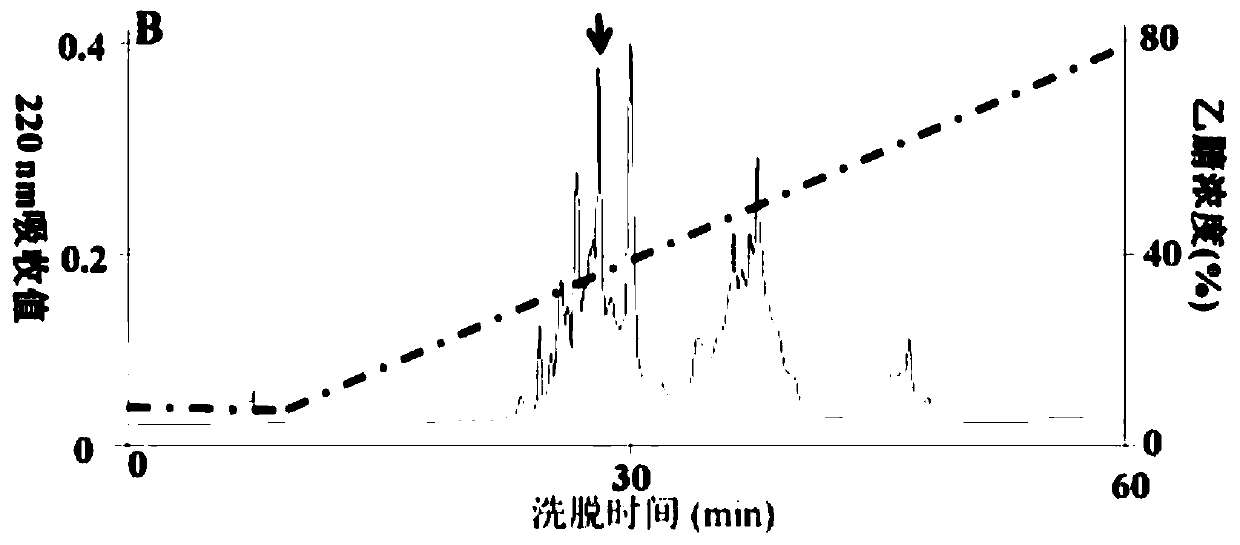 Skin Repair Peptide Cathelicidin-nv and Its Gene and Application