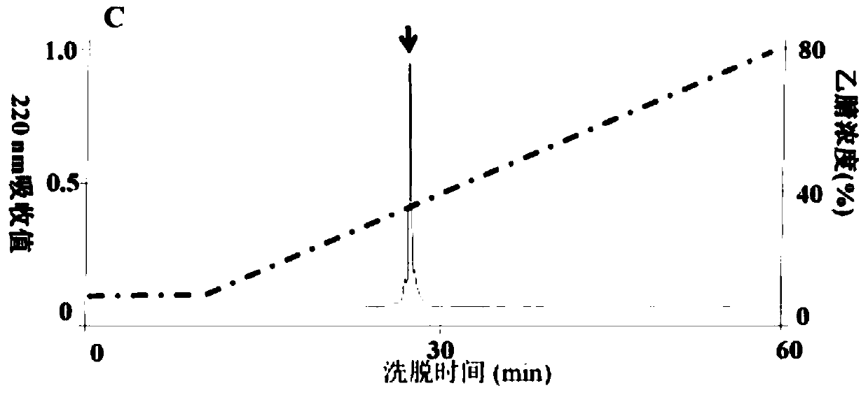 Skin Repair Peptide Cathelicidin-nv and Its Gene and Application