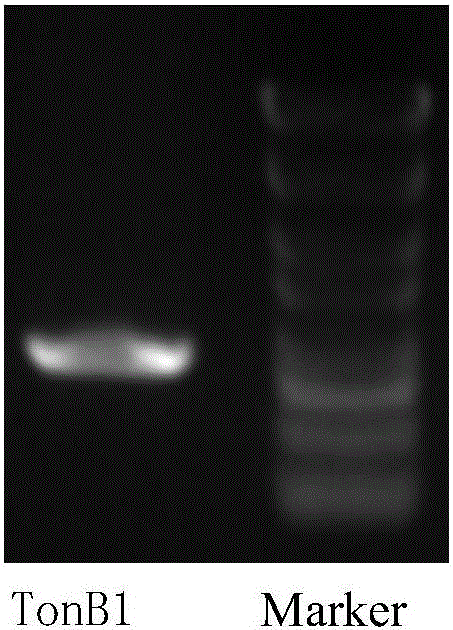 Method and application of shuttle plasmid pMY03 in interference of target gene expression of riemerella anatipestifer