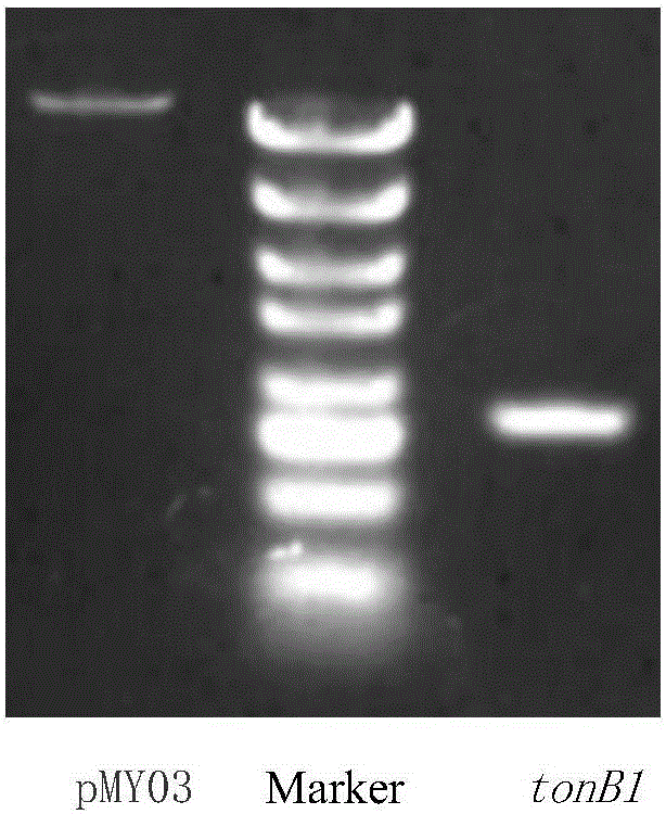 Method and application of shuttle plasmid pMY03 in interference of target gene expression of riemerella anatipestifer