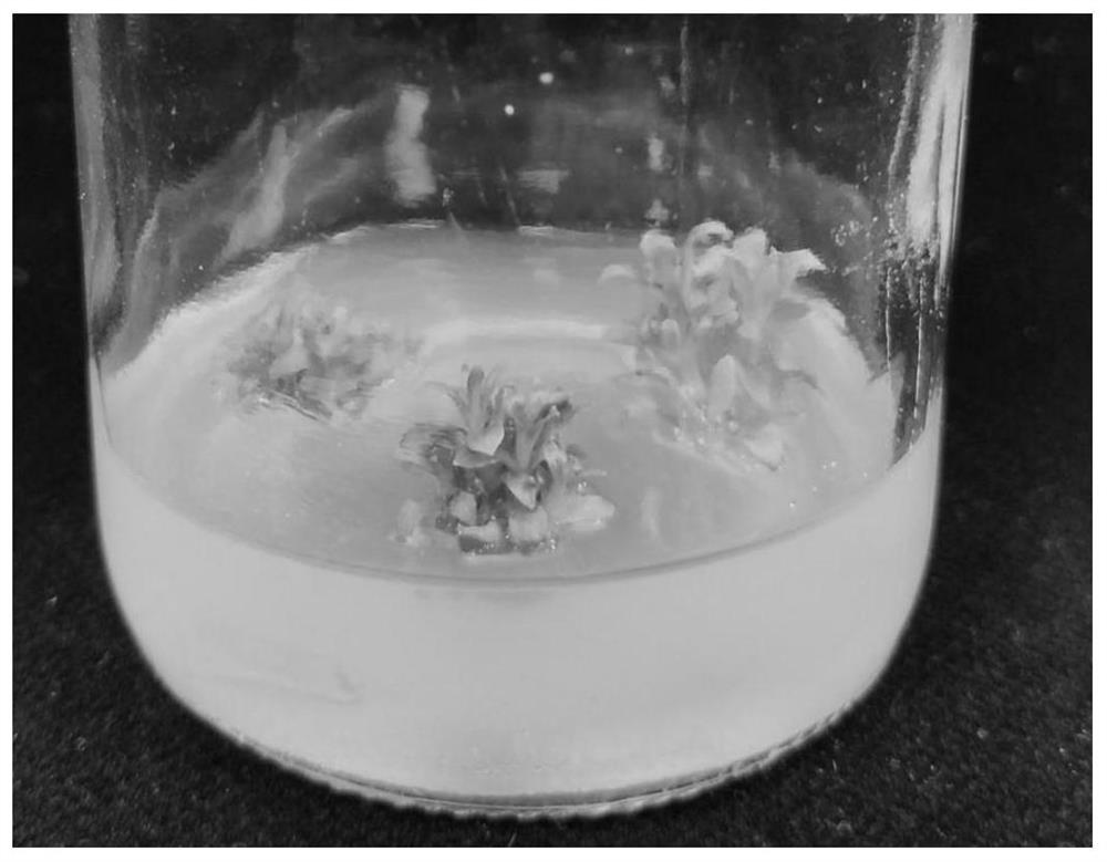 Tissue culture method utilizing Dianthus spp. cotyledon and application of tissue culture method in genetic transformation of Dianthus spp.