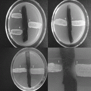 A Bacillus pumilus microbial preparation with quorum sensing system inhibition