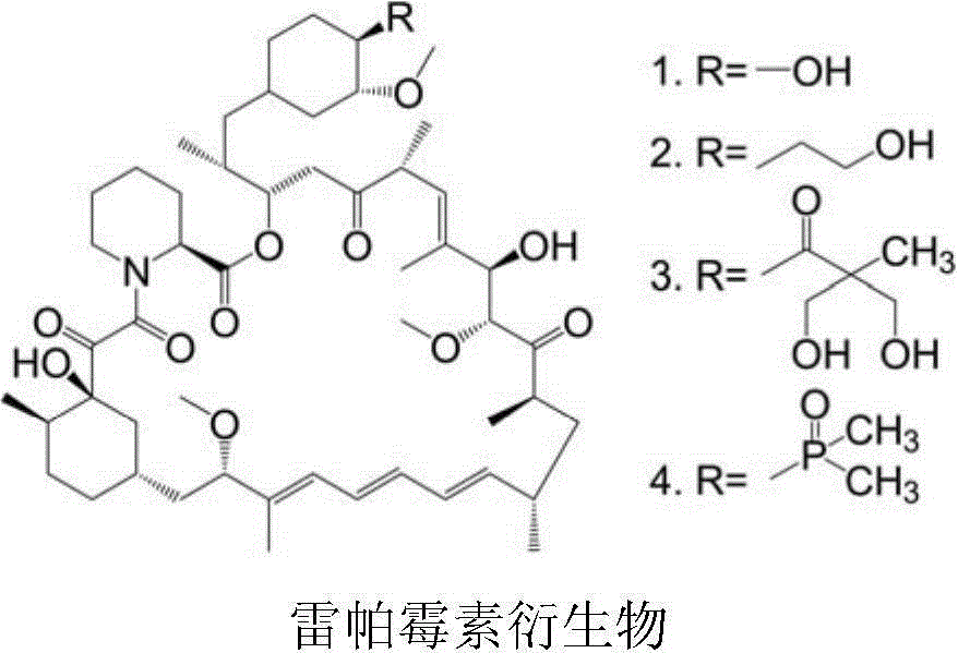 Polyethylene glycol-cactus oligopeptide bonded rapamycin derivative