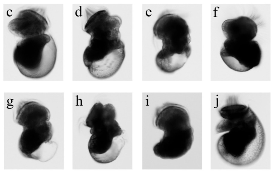 A kind of bacterial strain that promotes the attachment and metamorphosis of shellfish larvae and its application