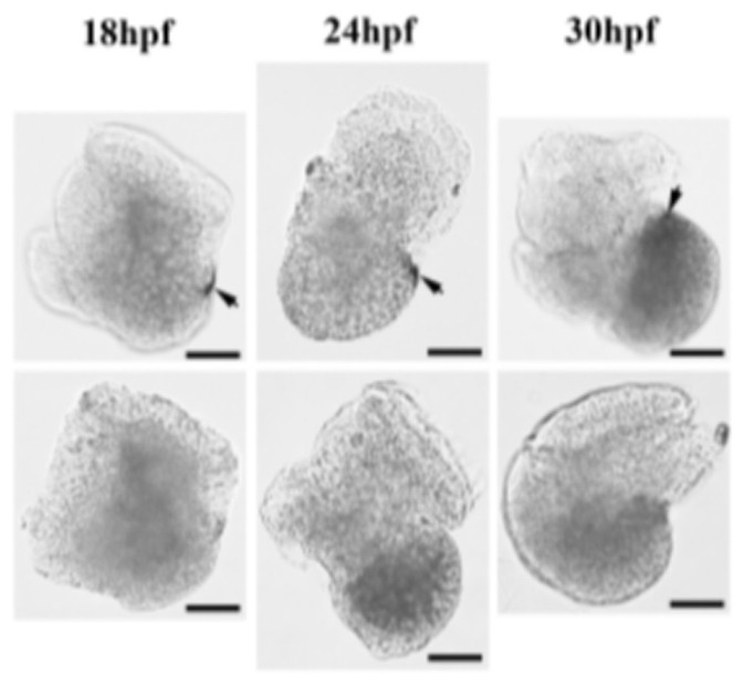 A kind of bacterial strain that promotes the attachment and metamorphosis of shellfish larvae and its application