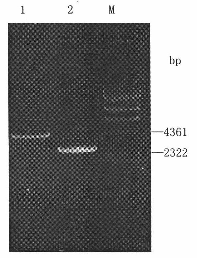 Preparation and application of OCH1 genetic flaw type P. pastoris X-33 bacterial strain