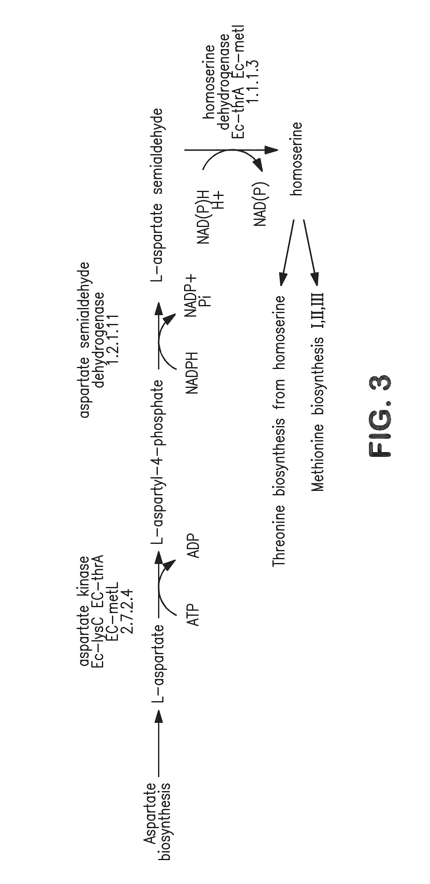 Compositions and methods for the biosynthesis of 1,4-butanediol and its precursors