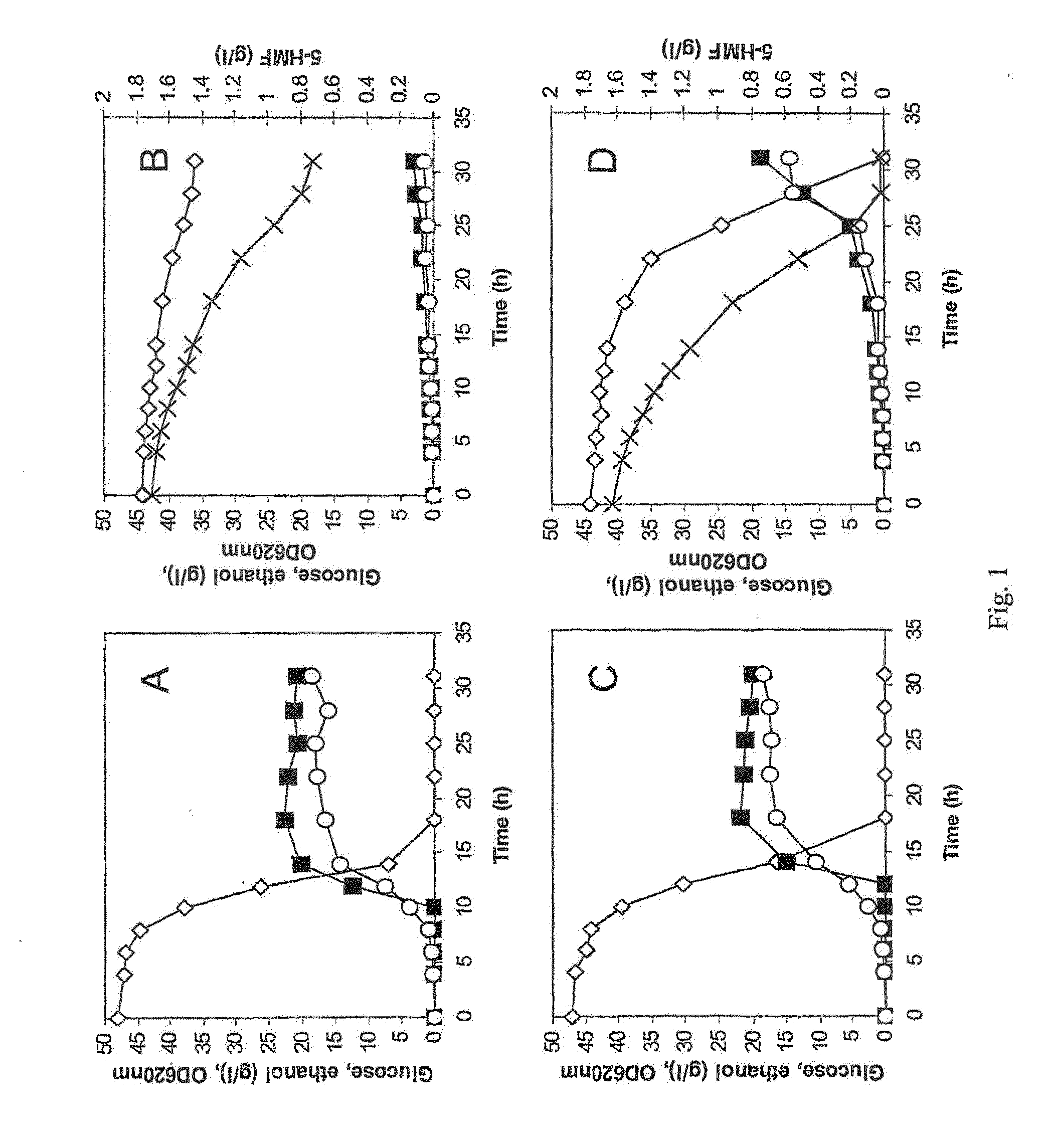 Polypeptide having hadh dependent hmf reductase activity