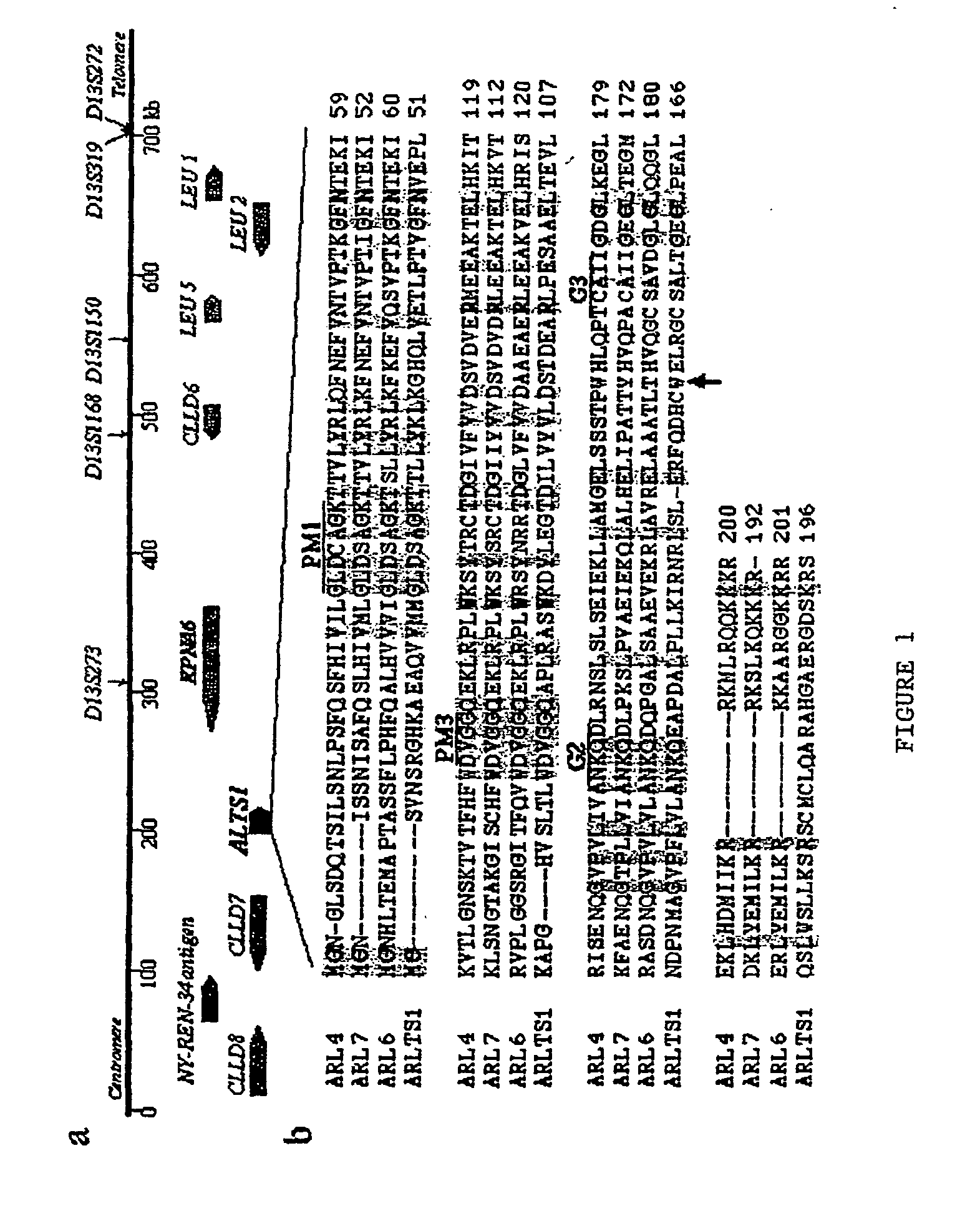 Novel tumor suppressor gene and compositions and methods for making and using the same