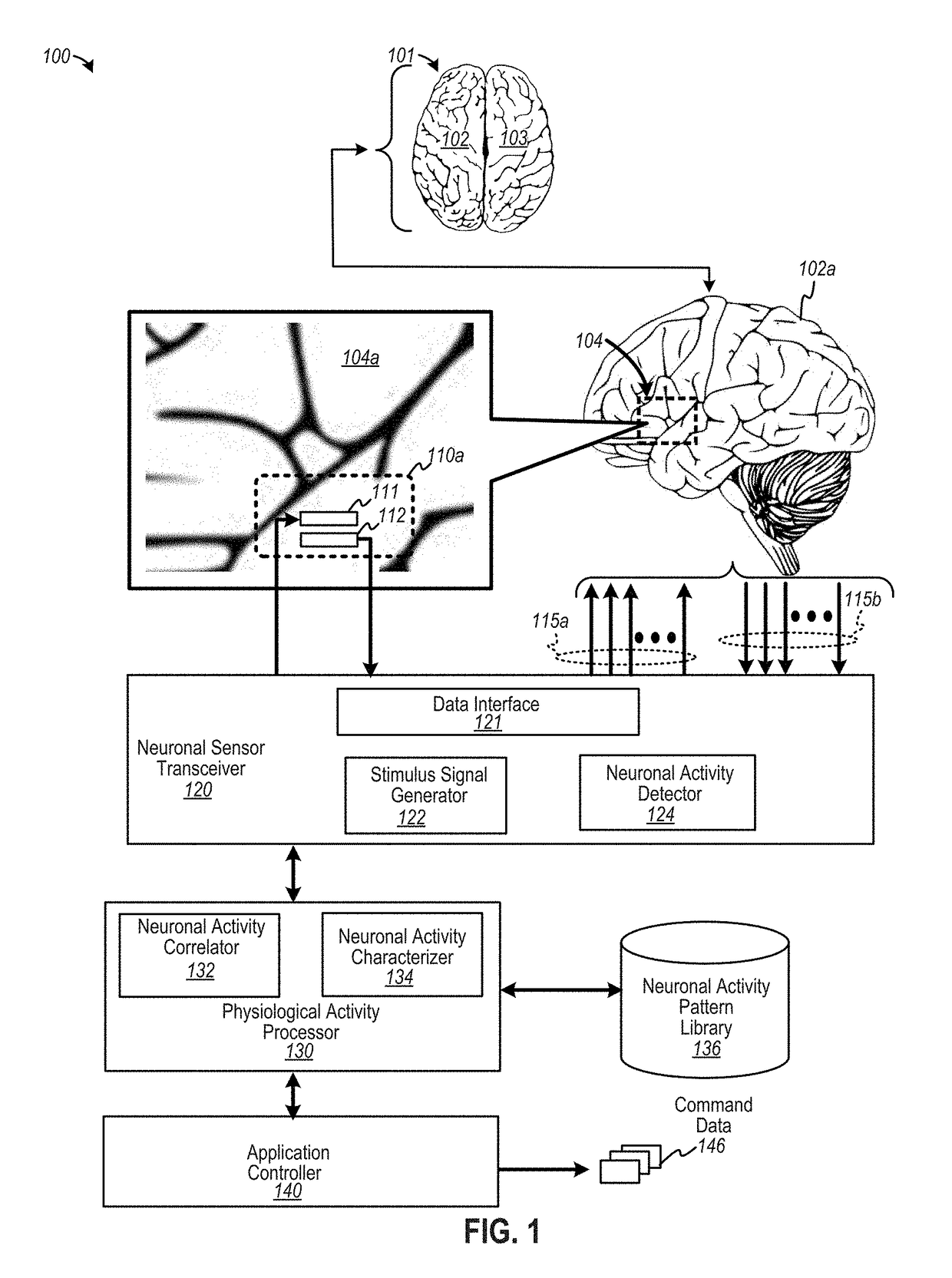 Sensors to determine neuronal activity of an organism to facilitate a human-machine interface