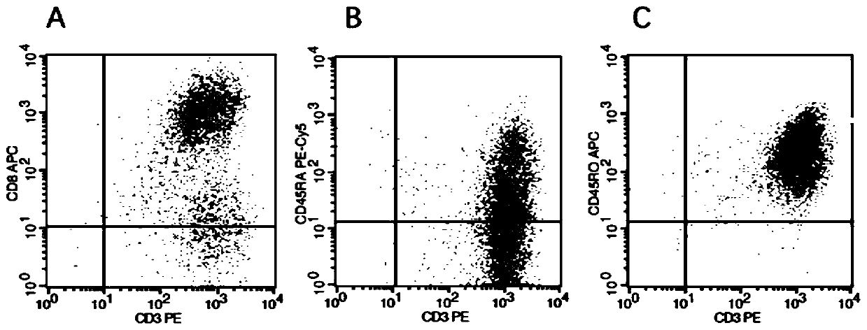 Peripheral blood memory T cell culture method