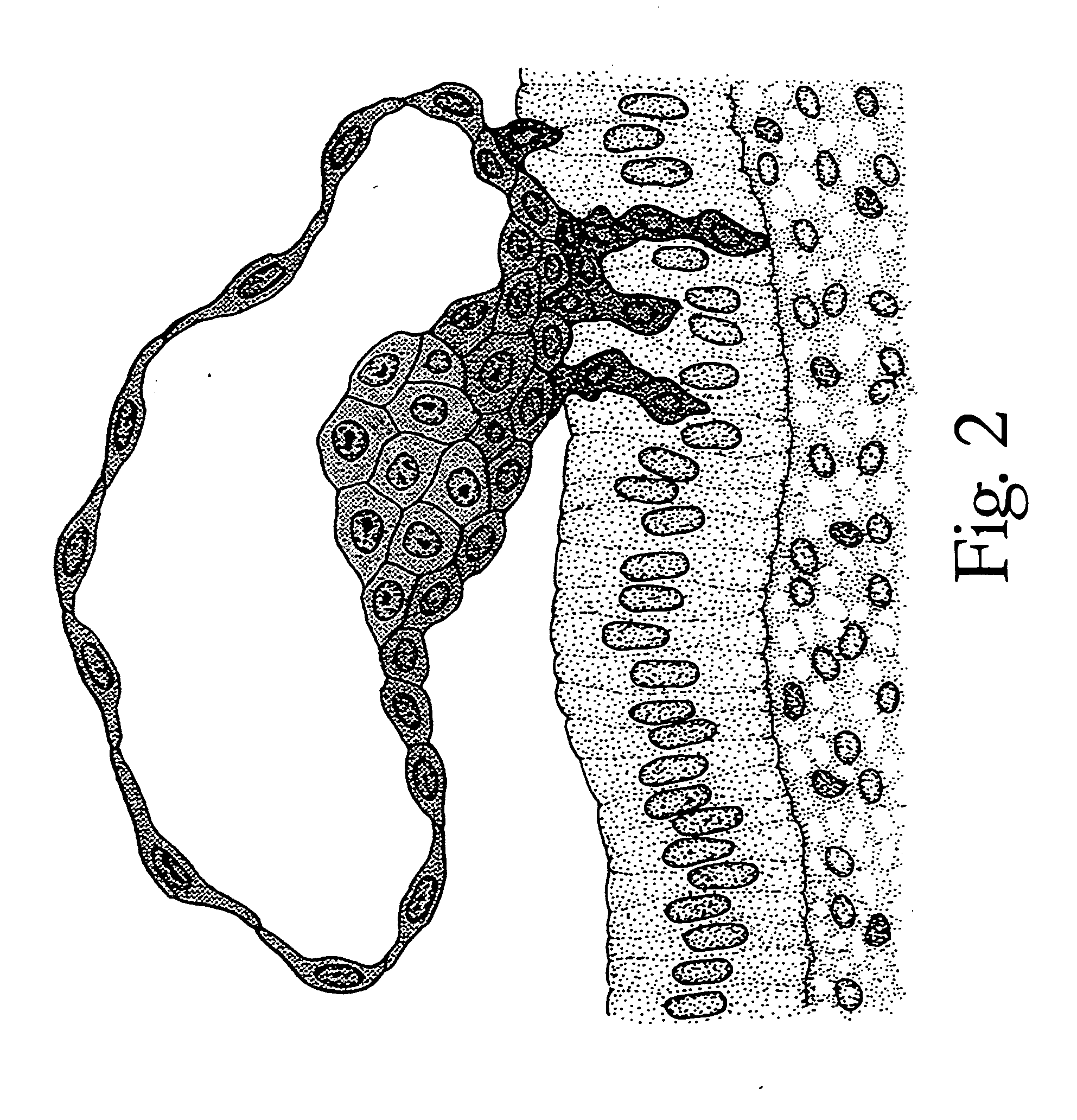 Method of making and using a library of biological information