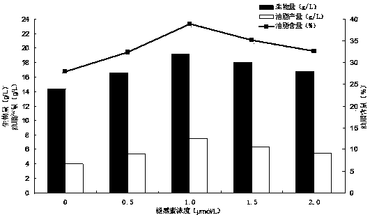 Fermentation method for promoting high yield of oil of rhizopus arrhizus and used culture medium