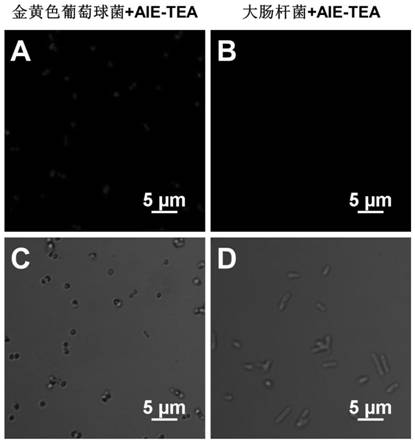 Photosensitizer integrating bacterial fluorescence imaging and photodynamic sterilization, and preparation method and application thereof