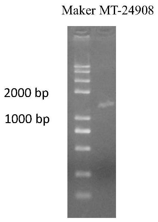 A sesquiterpene synthase mta and its gene sequence