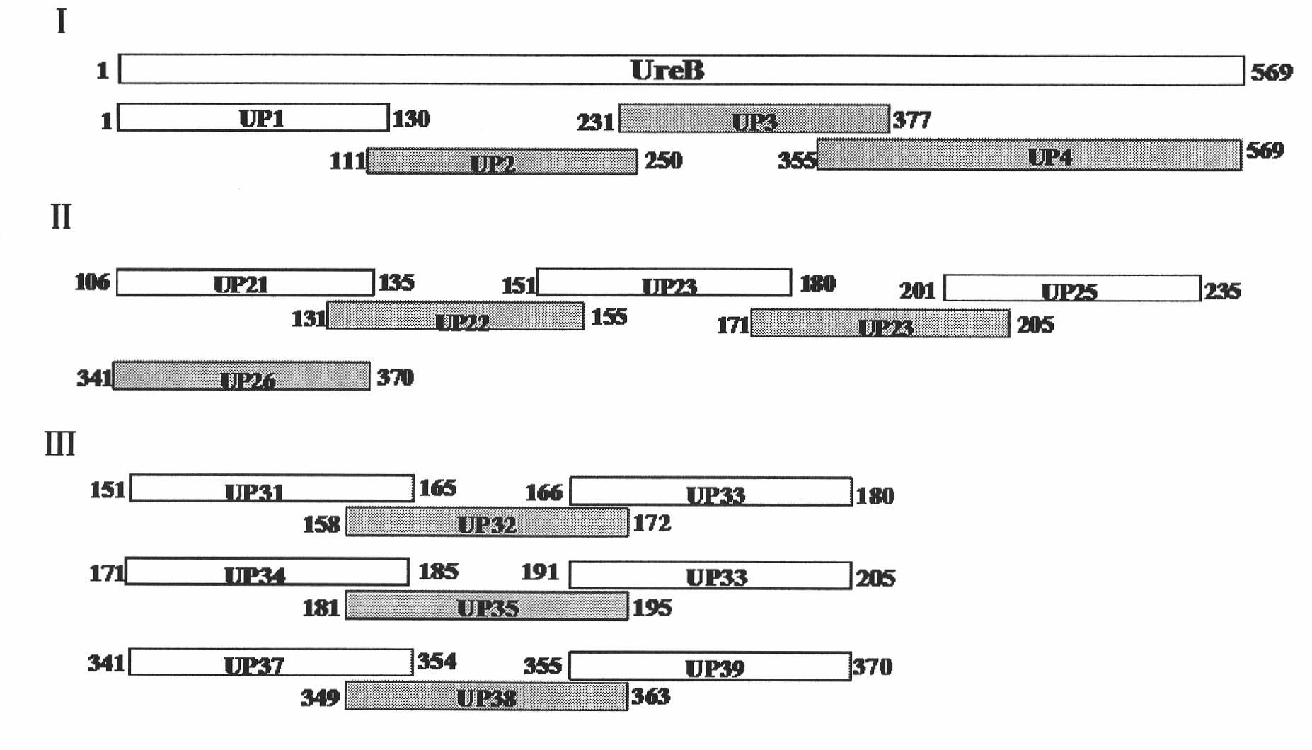 Helicobacter pylori antigen epitope polypeptide and application thereof