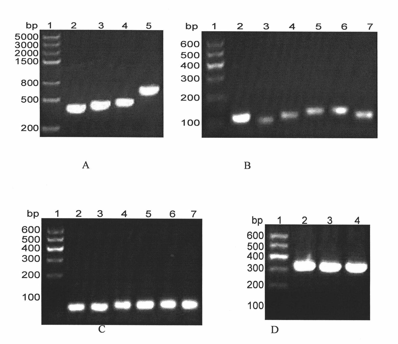Helicobacter pylori antigen epitope polypeptide and application thereof