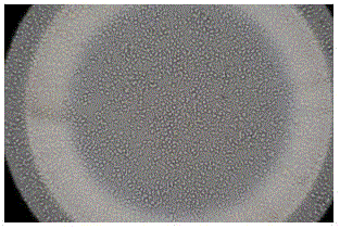 A kind of hemizygous capri cell preparation method