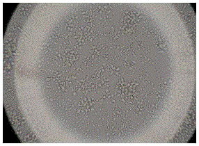 A kind of hemizygous capri cell preparation method