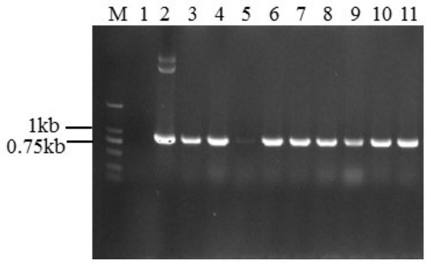 Rice als mutant gene, plant transgenic screening vector pcalsm2 containing the gene and application thereof