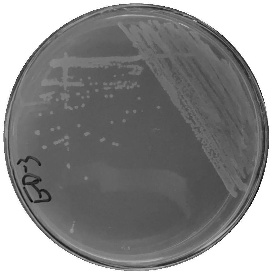 BTEX degrading bacterium, screening method therefor and application of BTEX degrading bacterium