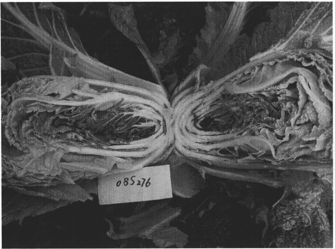 Method for breeding novel germplasm of Chinese cabbage with purple core